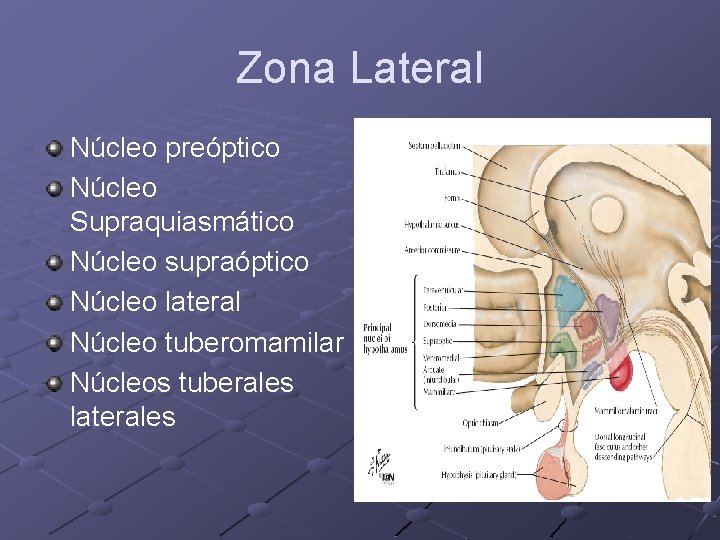 Zona Lateral Núcleo preóptico Núcleo Supraquiasmático Núcleo supraóptico Núcleo lateral Núcleo tuberomamilar Núcleos tuberales