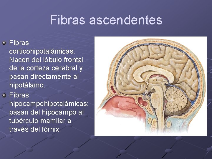 Fibras ascendentes Fibras corticohipotalámicas: Nacen del lóbulo frontal de la corteza cerebral y pasan