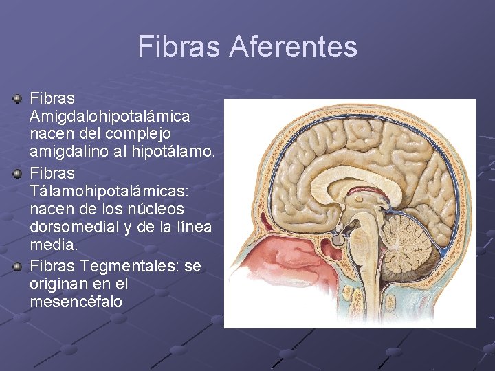 Fibras Aferentes Fibras Amigdalohipotalámica nacen del complejo amigdalino al hipotálamo. Fibras Tálamohipotalámicas: nacen de