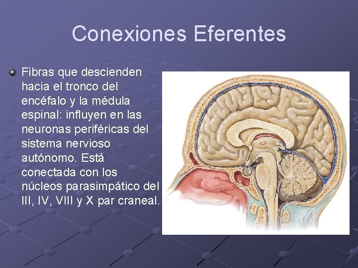 Conexiones Eferentes Fibras que descienden hacia el tronco del encéfalo y la médula espinal: