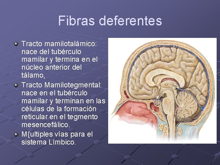 Fibras deferentes Tracto mamilotalámico: nace del tubérculo mamilar y termina en el núcleo anterior