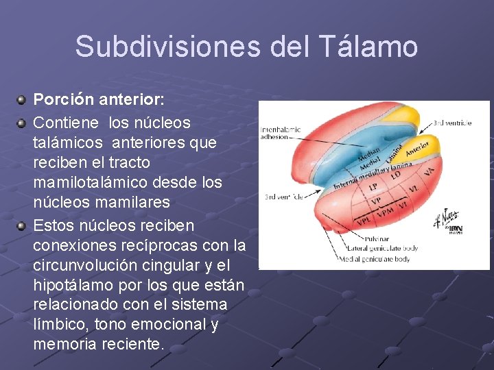 Subdivisiones del Tálamo Porción anterior: Contiene los núcleos talámicos anteriores que reciben el tracto