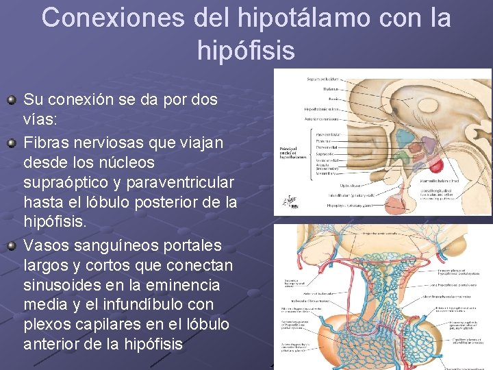 Conexiones del hipotálamo con la hipófisis Su conexión se da por dos vías: Fibras