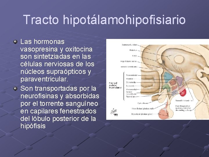 Tracto hipotálamohipofisiario Las hormonas vasopresina y oxitocina son sintetziadas en las células nerviosas de