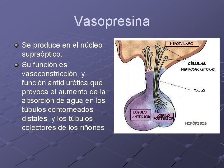 Vasopresina Se produce en el núcleo supraóptico. Su función es vasoconstricción, y función antidiurética
