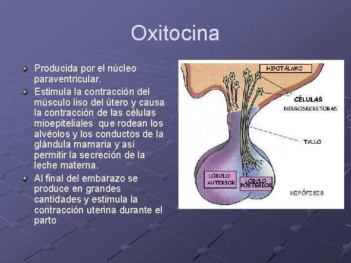 Oxitocina Producida por el núcleo paraventricular. Estimula la contracción del músculo liso del útero