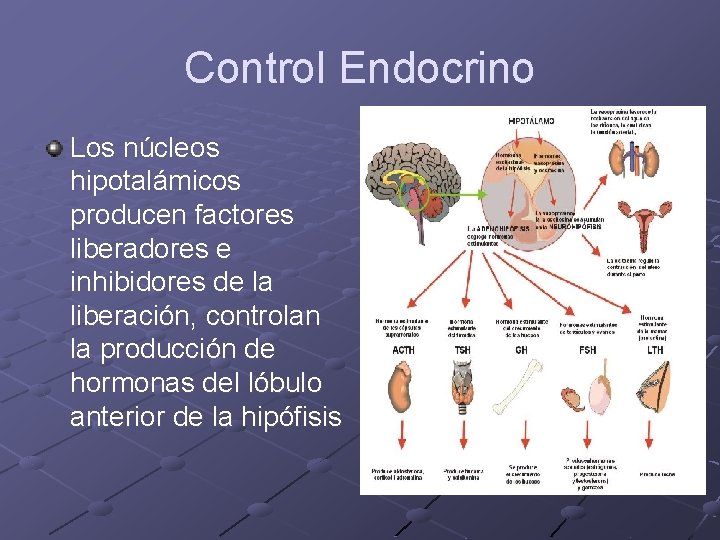 Control Endocrino Los núcleos hipotalámicos producen factores liberadores e inhibidores de la liberación, controlan