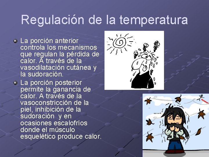 Regulación de la temperatura La porción anterior controla los mecanismos que regulan la pérdida