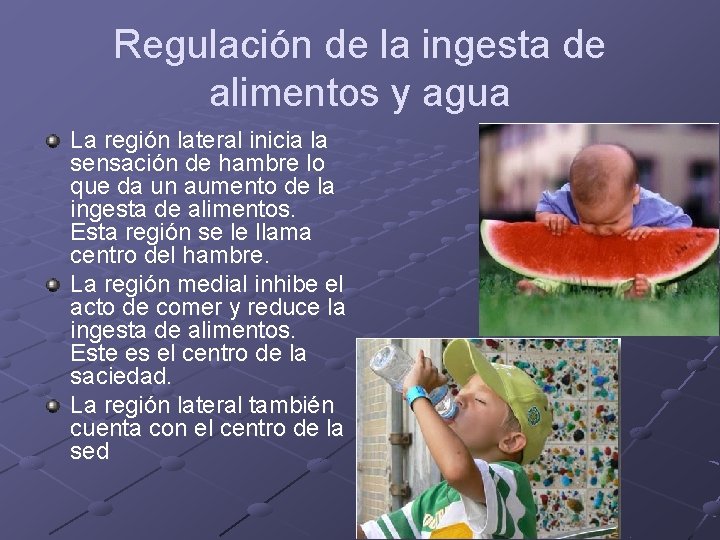 Regulación de la ingesta de alimentos y agua La región lateral inicia la sensación