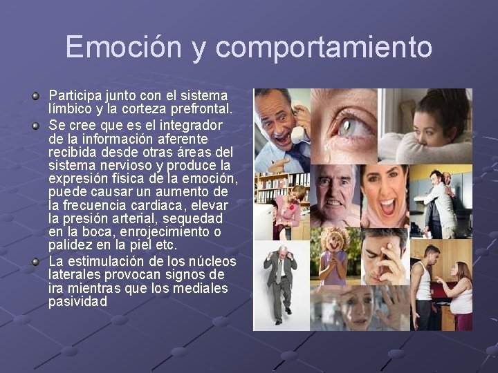 Emoción y comportamiento Participa junto con el sistema límbico y la corteza prefrontal. Se
