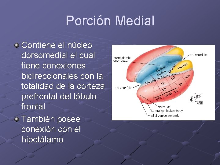 Porción Medial Contiene el núcleo dorsomedial el cual tiene conexiones bidireccionales con la totalidad