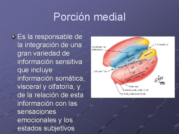 Porción medial Es la responsable de la integración de una gran variedad de información