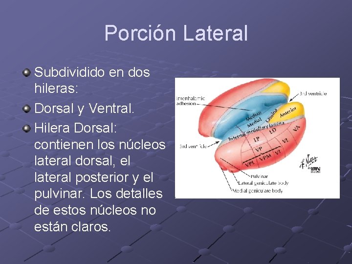 Porción Lateral Subdividido en dos hileras: Dorsal y Ventral. Hilera Dorsal: contienen los núcleos