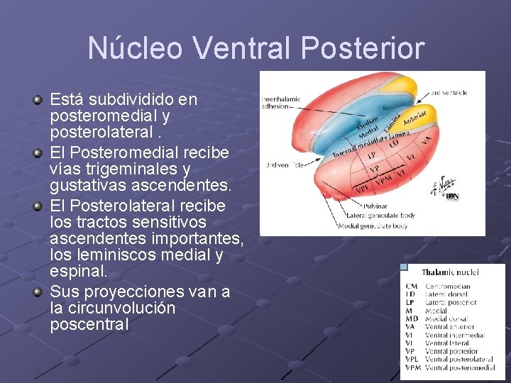 Núcleo Ventral Posterior Está subdividido en posteromedial y posterolateral. El Posteromedial recibe vías trigeminales