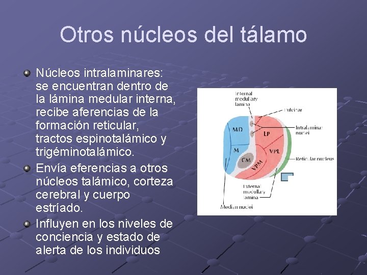Otros núcleos del tálamo Núcleos intralaminares: se encuentran dentro de la lámina medular interna,
