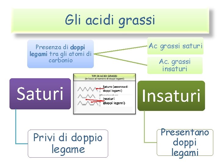 Gli acidi grassi Ac grassi saturi Presenza di doppi legami tra gli atomi di