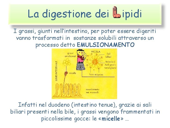 La digestione dei ipidi I grassi, giunti nell’intestino, per poter essere digeriti vanno trasformati