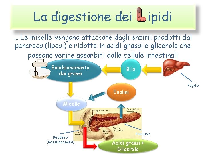 La digestione dei ipidi … Le micelle vengono attaccate dagli enzimi prodotti dal pancreas