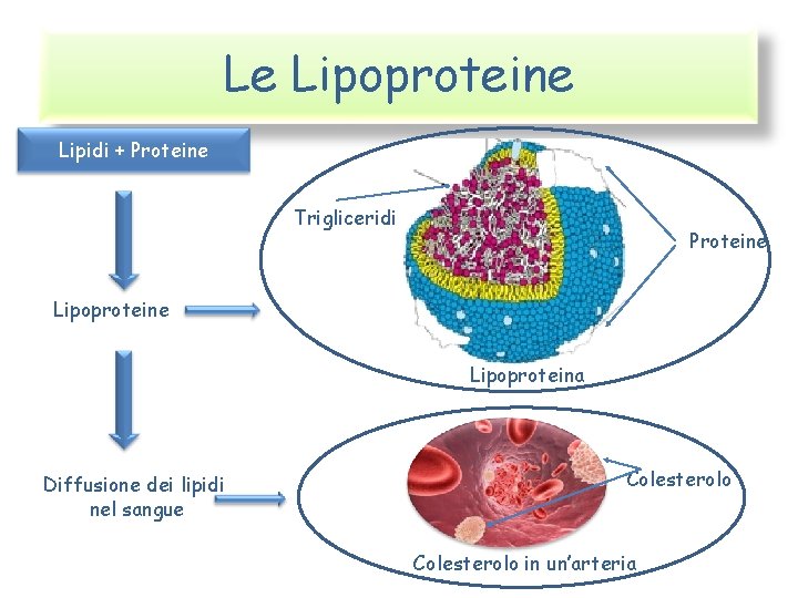 Le Lipoproteine Lipidi + Proteine Trigliceridi Proteine Lipoproteina Diffusione dei lipidi nel sangue Colesterolo