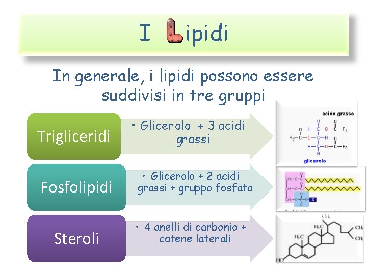 I ipidi In generale, i lipidi possono essere suddivisi in tre gruppi Trigliceridi Fosfolipidi