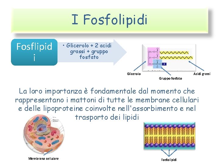 I Fosfolipidi Fosflipid i • Glicerolo + 2 acidi grassi + gruppo fosfato Glicerolo