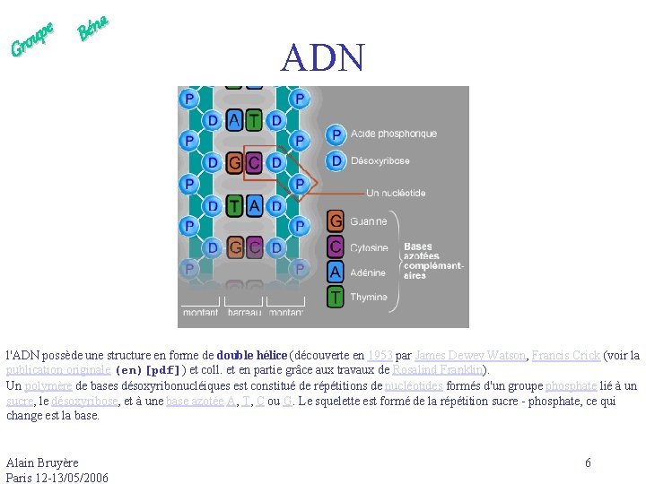 e p u Gro a n é B ADN l'ADN possède une structure en
