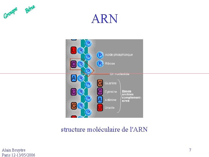 e p u Gro a n é B ARN structure moléculaire de l'ARN Alain