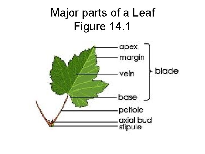 Major parts of a Leaf Figure 14. 1 