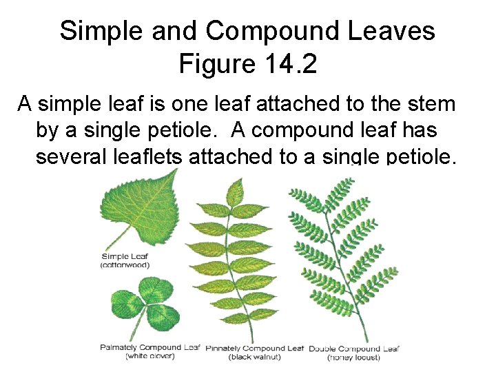 Simple and Compound Leaves Figure 14. 2 A simple leaf is one leaf attached