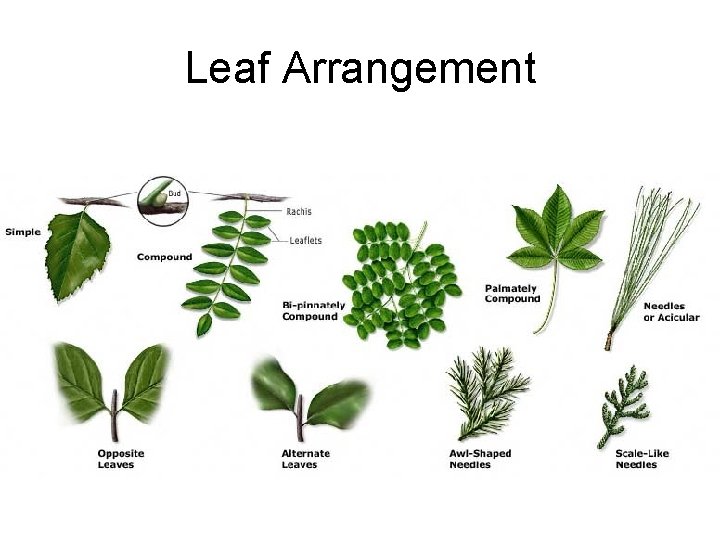 Leaf Arrangement 
