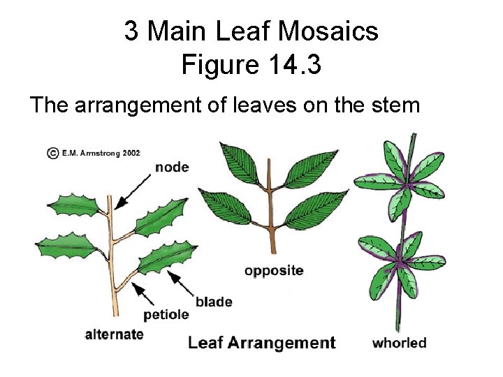 3 Main Leaf Mosaics Figure 14. 3 The arrangement of leaves on the stem