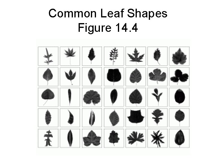 Common Leaf Shapes Figure 14. 4 
