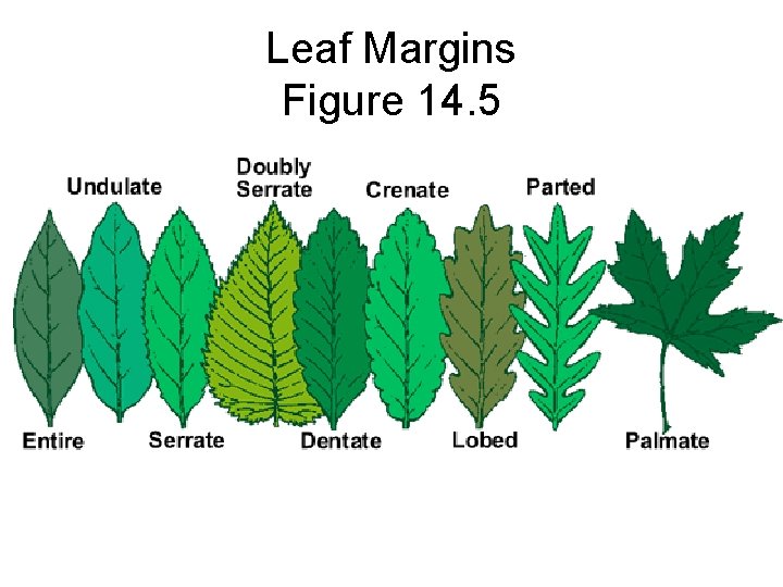 Leaf Margins Figure 14. 5 