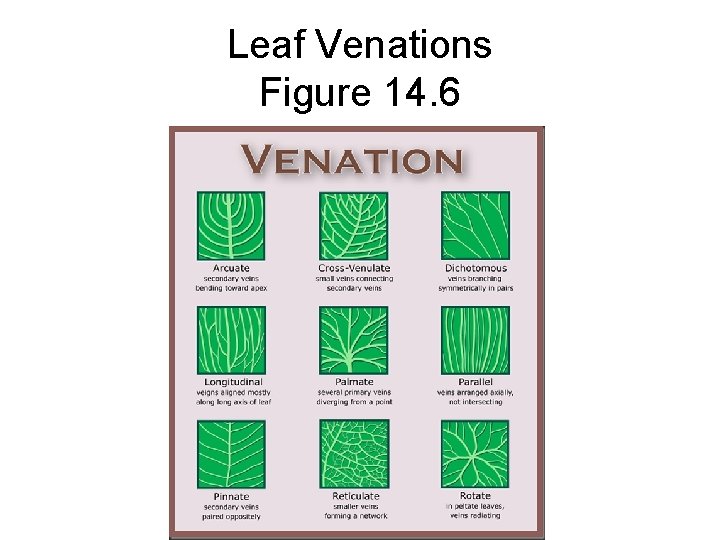 Leaf Venations Figure 14. 6 