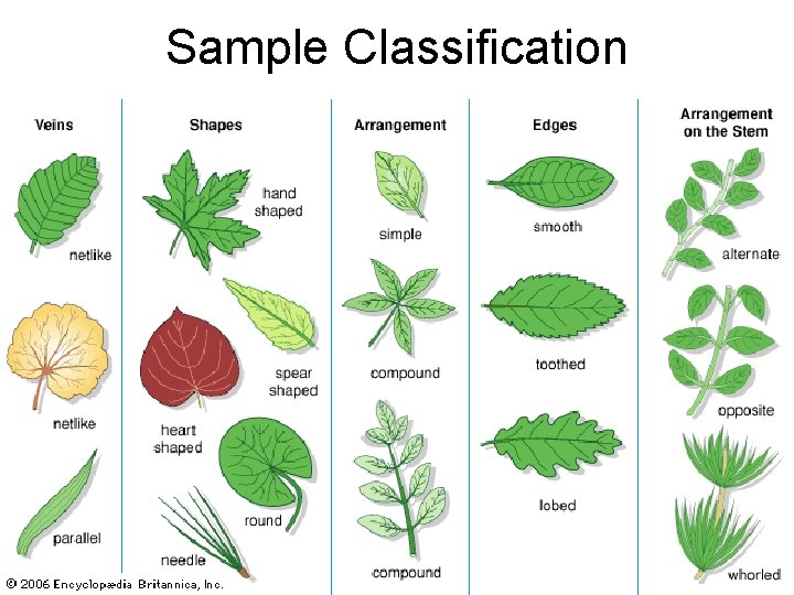 Sample Classification 