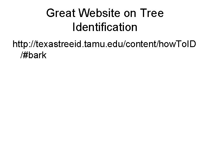 Great Website on Tree Identification http: //texastreeid. tamu. edu/content/how. To. ID /#bark 