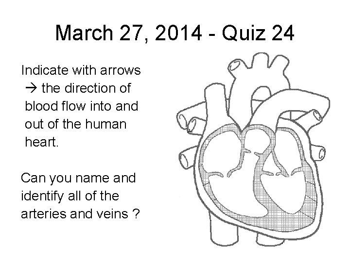 March 27, 2014 - Quiz 24 Indicate with arrows the direction of blood flow