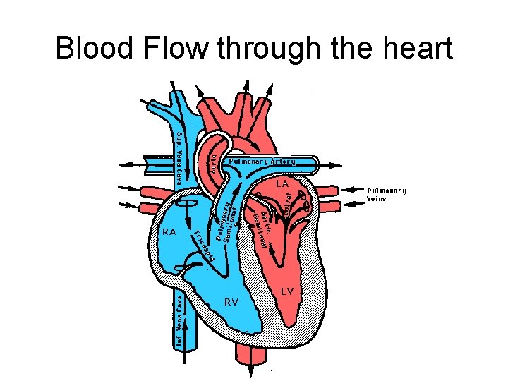 Blood Flow through the heart 