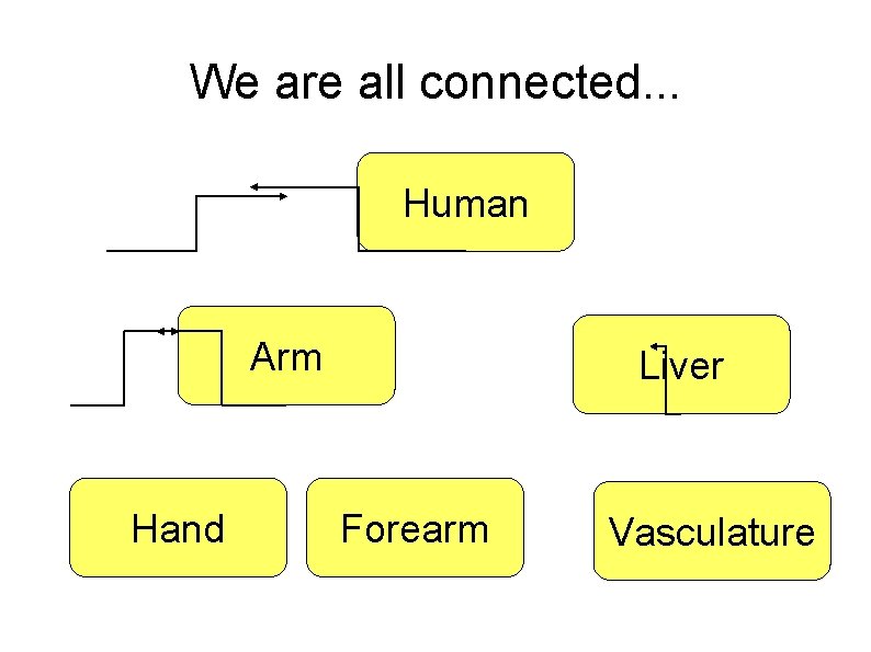 We are all connected. . . Human Arm Hand Liver Forearm Vasculature 