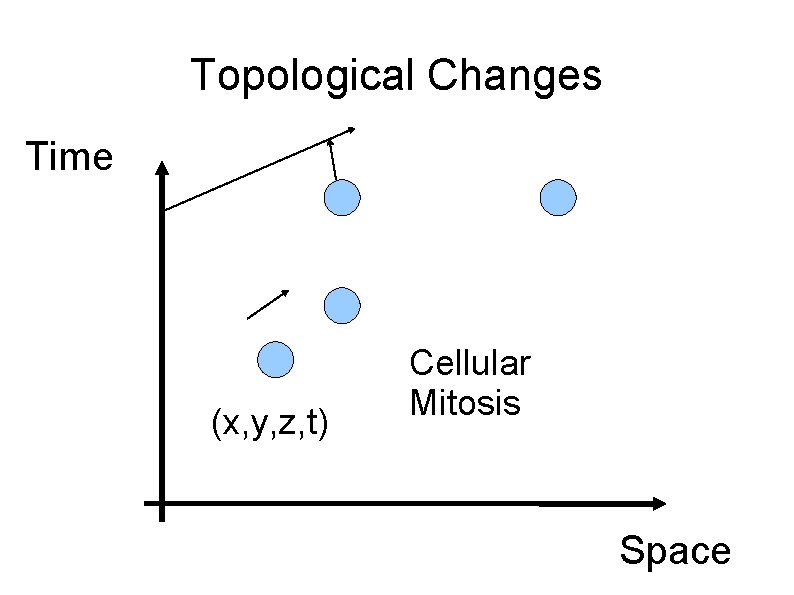 Topological Changes Time (x, y, z, t) Cellular Mitosis Space 