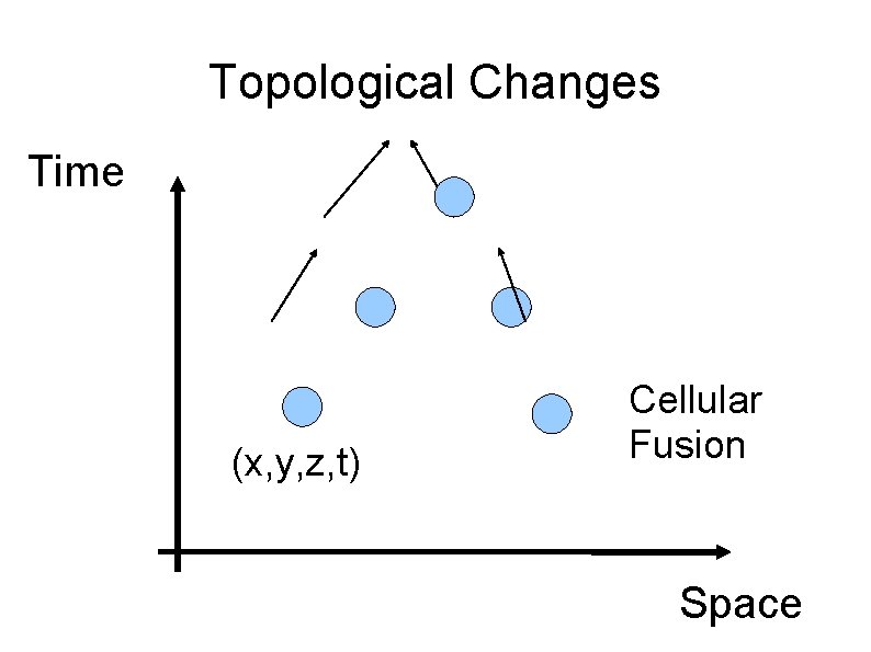 Topological Changes Time (x, y, z, t) Cellular Fusion Space 