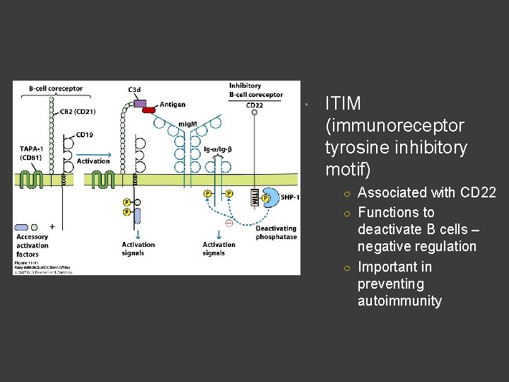  ITIM (immunoreceptor tyrosine inhibitory motif) ○ Associated with CD 22 ○ Functions to