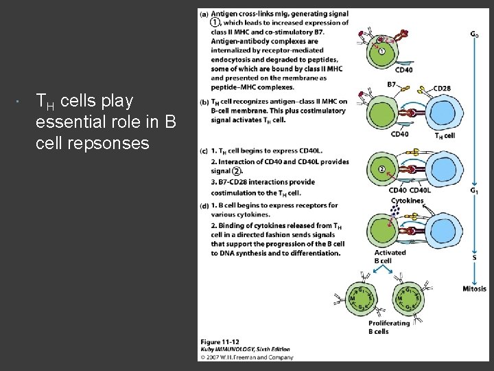  TH cells play essential role in B cell repsonses 