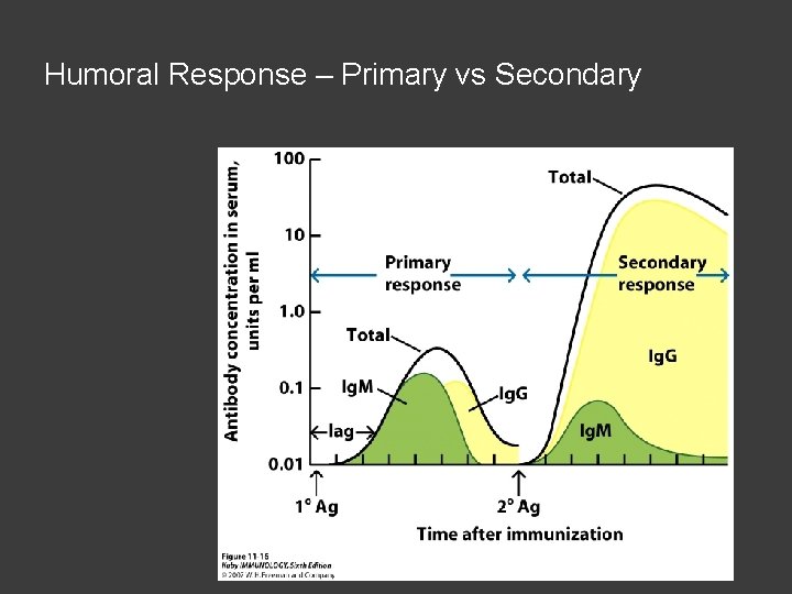 Humoral Response – Primary vs Secondary 