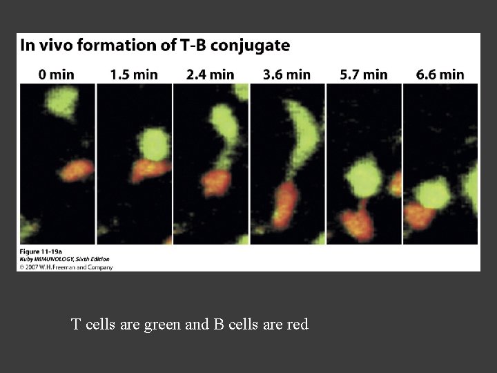 T cells are green and B cells are red 