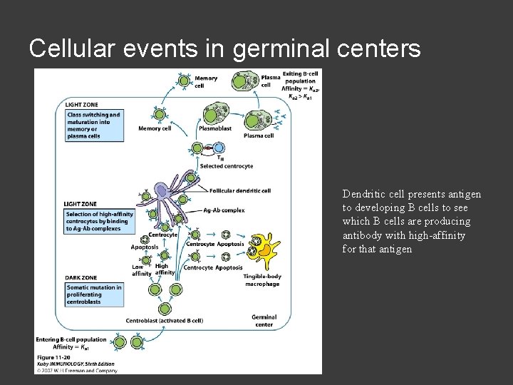 Cellular events in germinal centers Dendritic cell presents antigen to developing B cells to