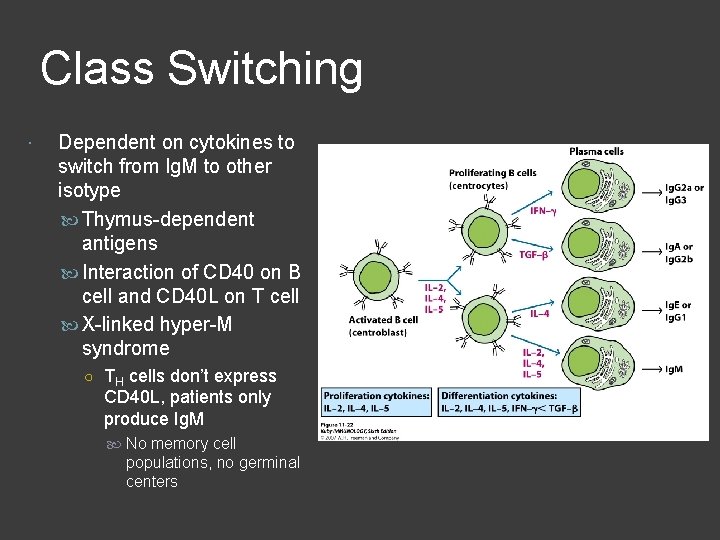 Class Switching Dependent on cytokines to switch from Ig. M to other isotype Thymus-dependent