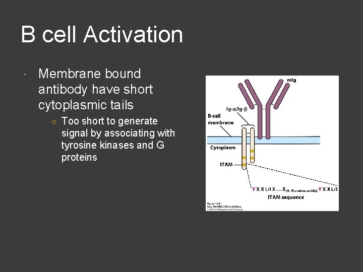 B cell Activation Membrane bound antibody have short cytoplasmic tails ○ Too short to