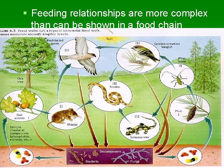 § Feeding relationships are more complex than can be shown in a food chain