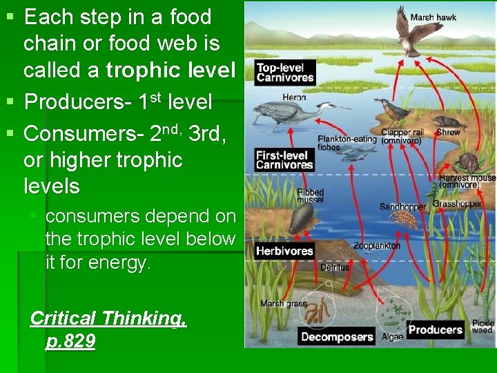 § Each step in a food chain or food web is called a trophic